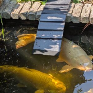 AquartBio Egeltrap voor zwemvijver